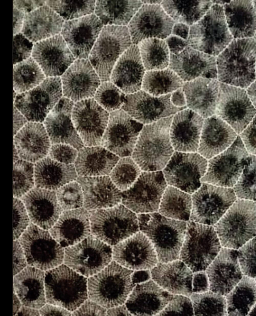 Petoskey Stone Notebook product photo